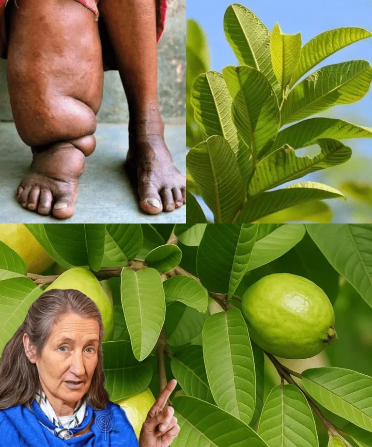 Tè di foglie di guava in tazza con foglie fresche sul tavolo